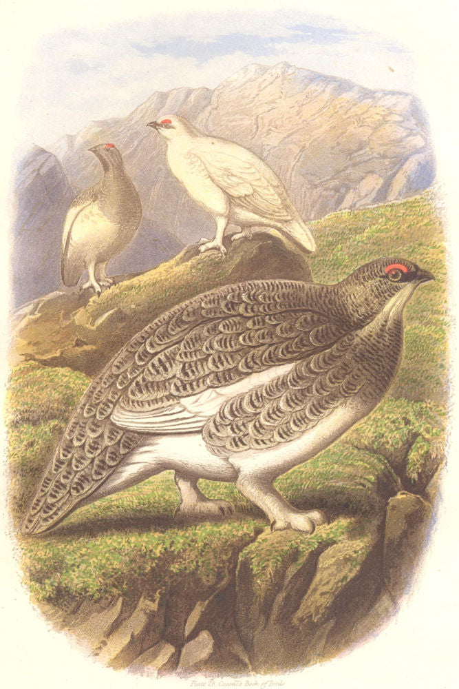 BIRDS. Gallinaceous Bird. Partridge. Ptarmigan c1870 old antique print picture